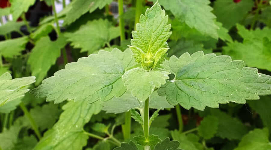 Herbs For Pest Control